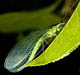 Green Lacewing